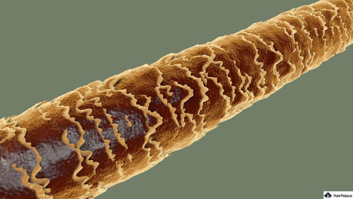 Molekularna struktura włosów: główne wiązania i odbudowa włosów